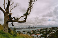 Baumspringer in Auckland